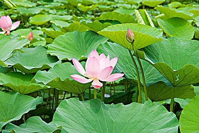 知名爆料人：《生化危机4重制》共有40个奖杯